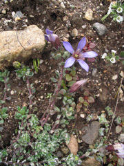 Cyananthus incanus