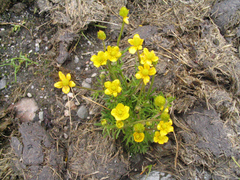 Ranunculus brotherusii