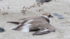 Charadrius dealbatus