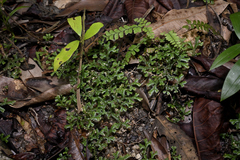 Selaginella australiensis