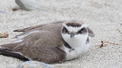 Charadrius dealbatus