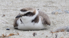Charadrius dealbatus