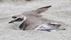 Charadrius dealbatus