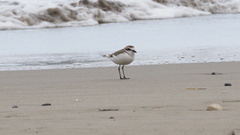 Charadrius dealbatus
