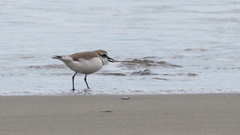 Charadrius dealbatus