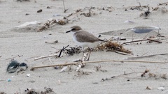 Charadrius dealbatus