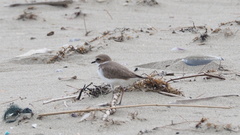 Charadrius dealbatus