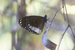 Euploea eichhorni