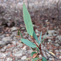 Eucalyptus amygdalina