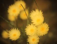Edmondia