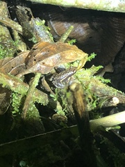 Epipedobates darwinwallacei