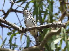 Ramsayornis fasciatus