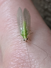 Chrysopodes collaris