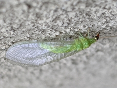 Chrysopodes collaris