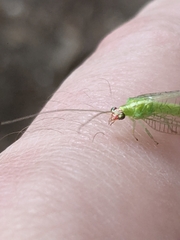 Chrysopodes collaris