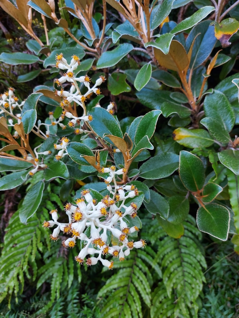 Brachyglottis elaeagnifolia