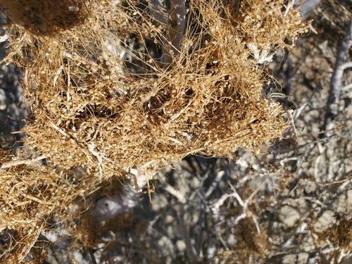 Image of Cuscuta psorothamnensis by (c) Bob Miller, some rights reserved (CC BY)