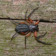 Platyoides walteri