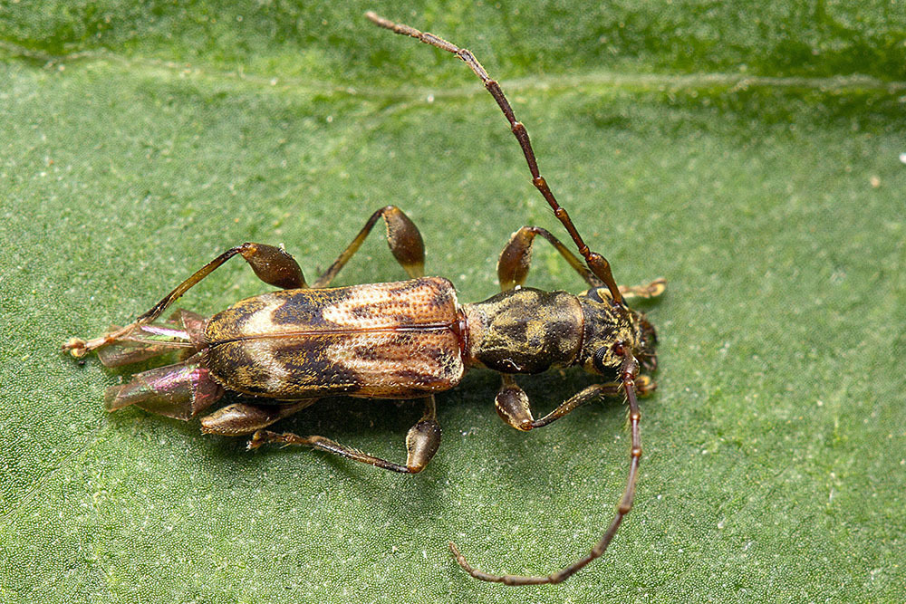 Mauritiobrium