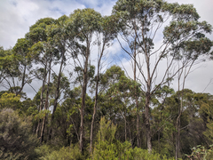 Eucalyptus amygdalina