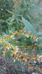 Tritoxa flexa