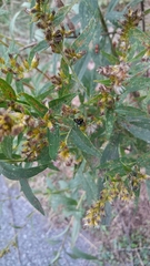 Tritoxa flexa