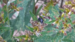 Tritoxa flexa