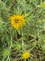 Berkheya pinnatifida ingrata