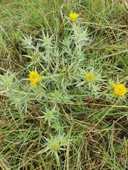 Berkheya pinnatifida ingrata