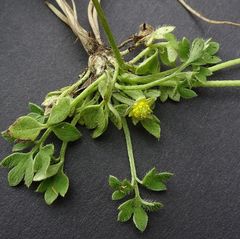 Ranunculus productus