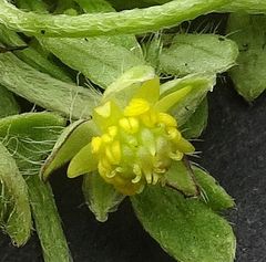 Ranunculus productus