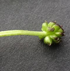 Ranunculus productus