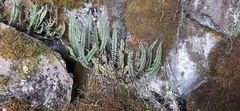 Asplenium castaneum