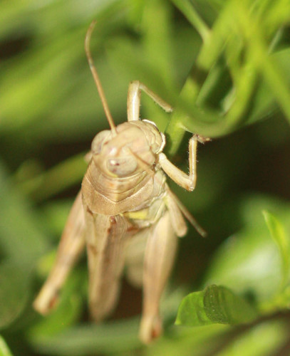 Acrididae