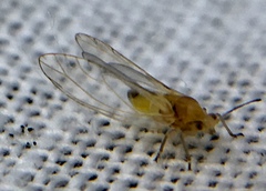 Triozidae