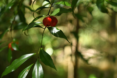 Cryptocarya laevigata