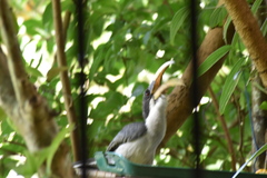 Ocyceros gingalensis