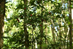 Cryptocarya laevigata