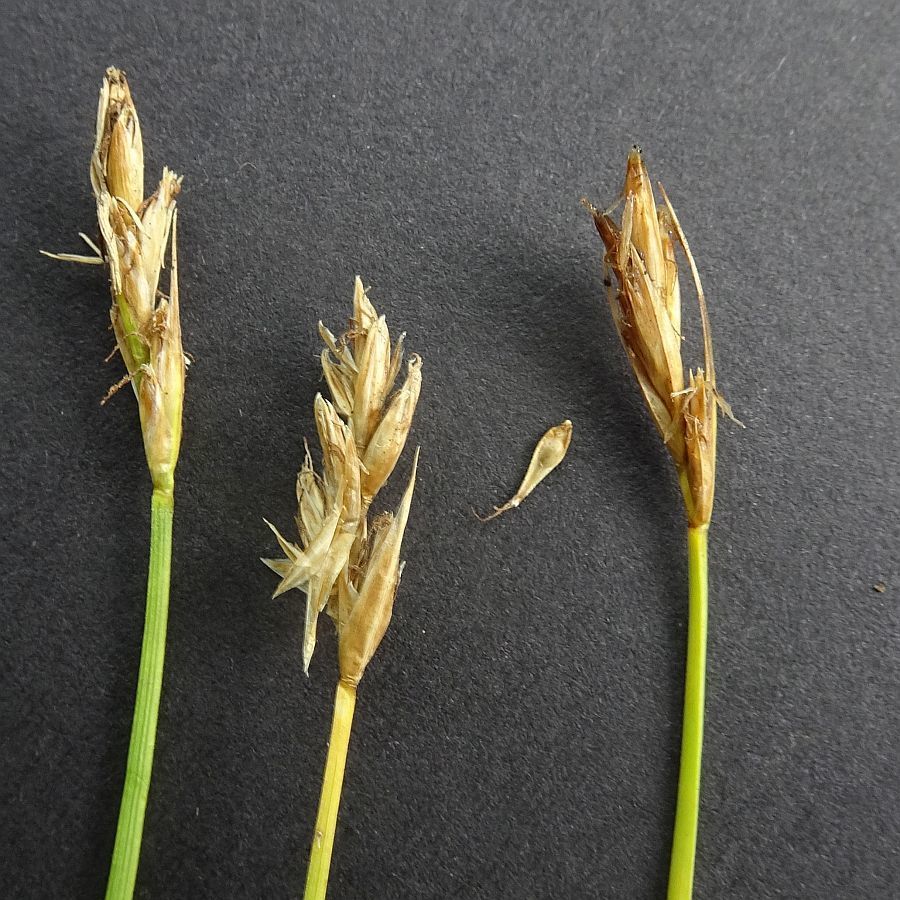 Carex chlorantha