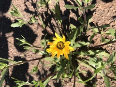 Dimorphotheca sinuata