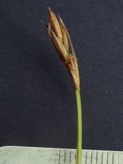 Carex chlorantha