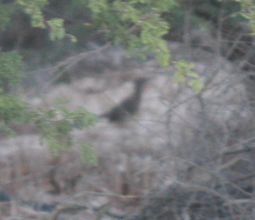Geococcyx californianus