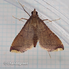 Endotricha olivacealis