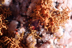 Polycauliona coralloides