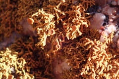 Polycauliona coralloides