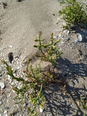 Cakile maritima euxina