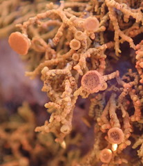 Polycauliona coralloides