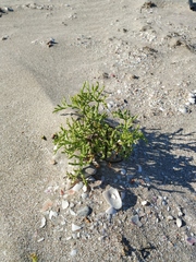 Cakile maritima euxina