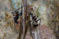 Polyrhachis bihamata