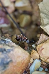 Polyrhachis bihamata